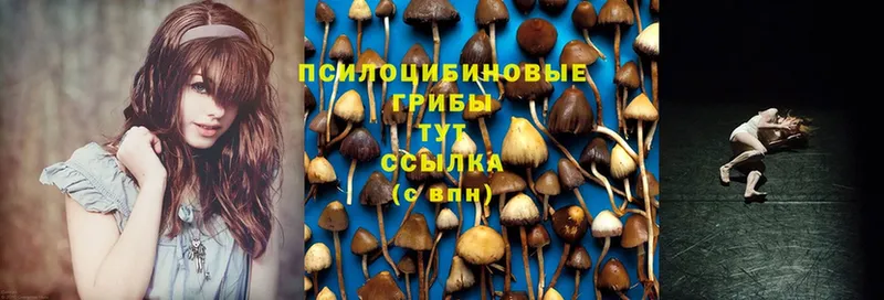 купить  цена  Ртищево  Псилоцибиновые грибы GOLDEN TEACHER 